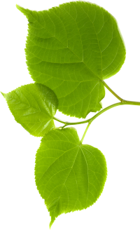 Blatt-Rechts-cropped