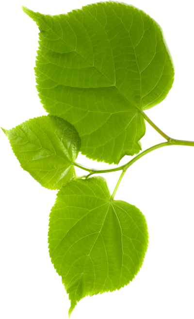 Blatt-Rechts-cropped