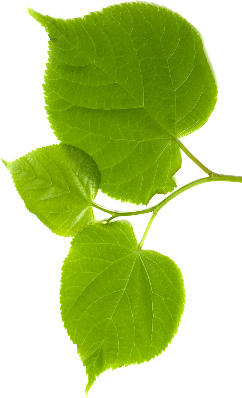 Blatt-Rechts-cropped