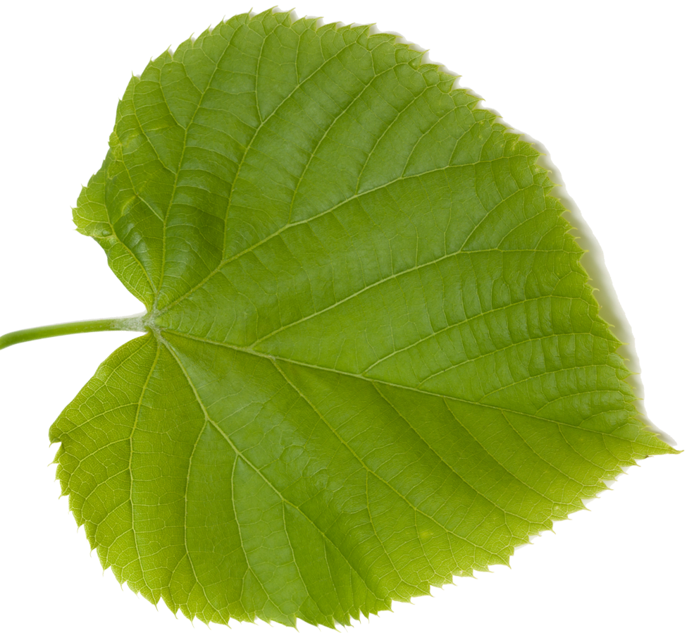 Blatt-links-cropped Lindenblatt